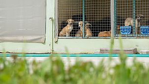 Menemen Belediyesi'nden 50 bini aşkın hayvana tedavi desteği
