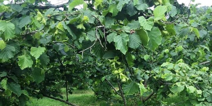 Fındık üreticiler için altın değerinde