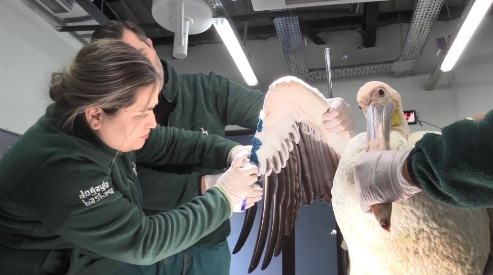 Nesli tükenme tehlikesi altında olan yaralı ak pelikan tedavi edildi