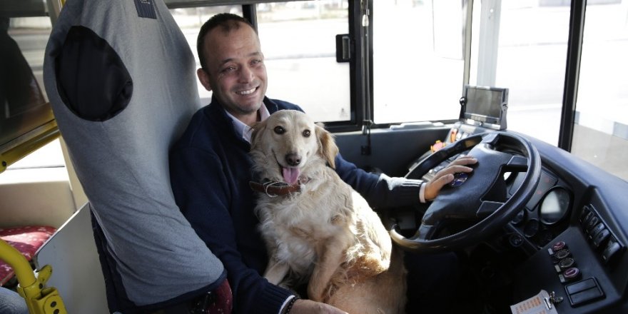 Üşüyen köpek otobüse sığındı