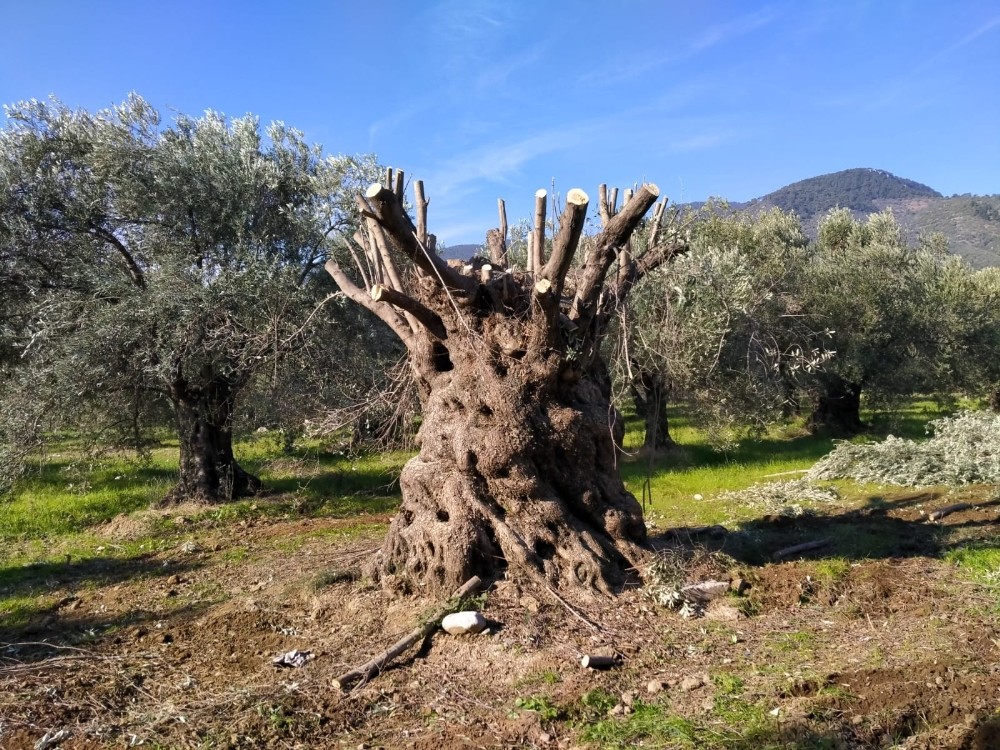 Bin yıllık zeytin ağacı yeni yerine taşındı
