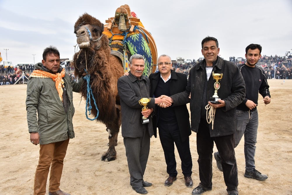 Salihli'deki deve güreşi festivali 23 Şubat'ta yapılacak