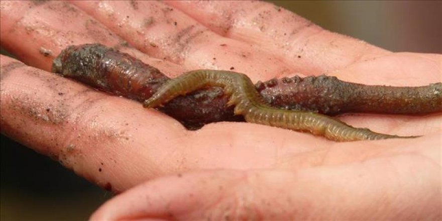 İnanılmaz! 42 bin yıl önce dondular, şimdi hayata döndürüldüler