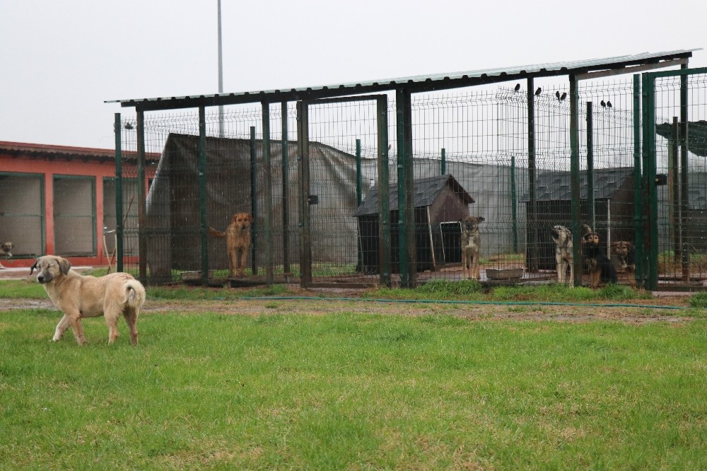 Sakarya Büyükşehir Hayvan barınağında hastane ve otel kurulacak