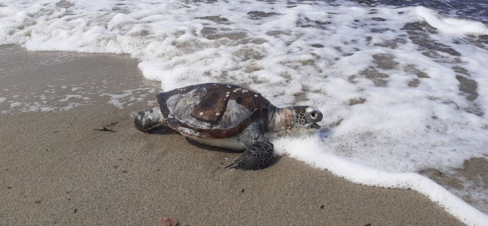 Kuşadası'nda 1 ayda 8 deniz kaplumbağası ölü olarak bulundu