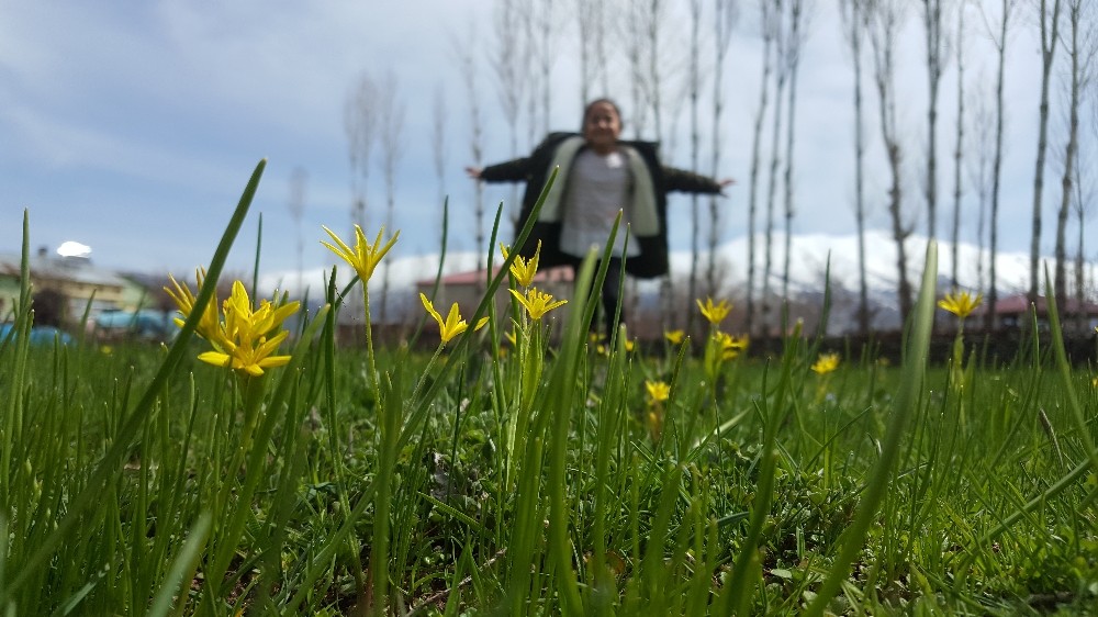 Bitlis'te baharın müjdesi çiçeklerden renk cümbüşü