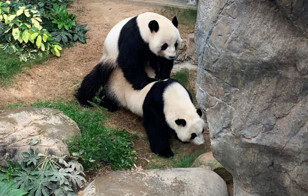 Hong Kong'da korona virüs nedeniyle kapanan hayvanat bahçesindeki pandalar 10 yıl sonra çiftleşti