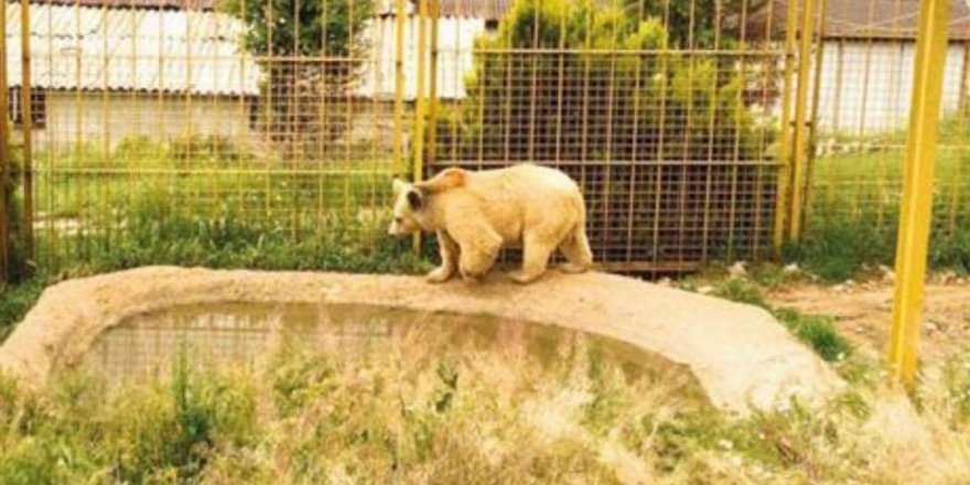 Türkiye'nin en yaşlı ayısı öldü