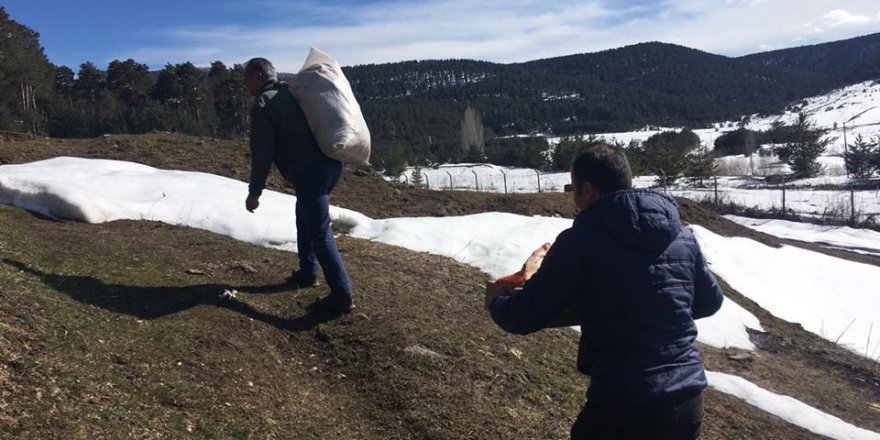 Kars'ta yaban hayvanlara yem bırakılıyor