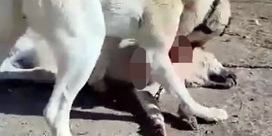 Acımasızca dövüştürülen köpeklerin görüntüleri yürekleri parçaladı