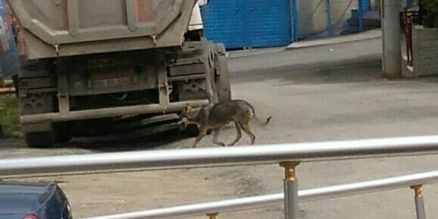 Aç kurt şehir merkezine indi