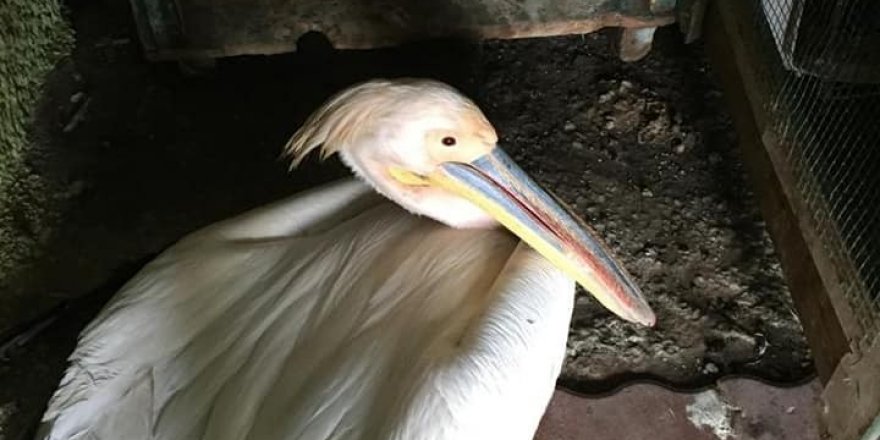 Yaralı pelikan kurtarıldı