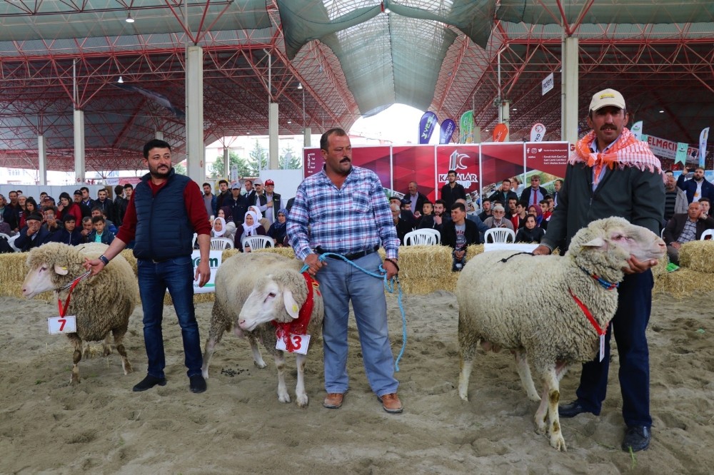 Burdur'da defile gibi `hayvan güzellik` yarışması