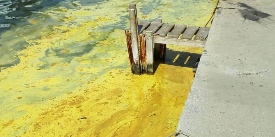 Deniz üzerindeki sarı tabaka şaşırttı