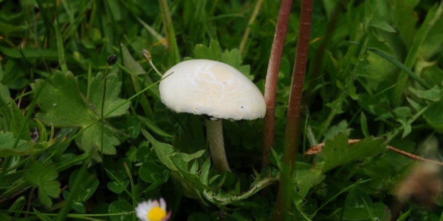 Mantar zehirlenmelerine dikkat