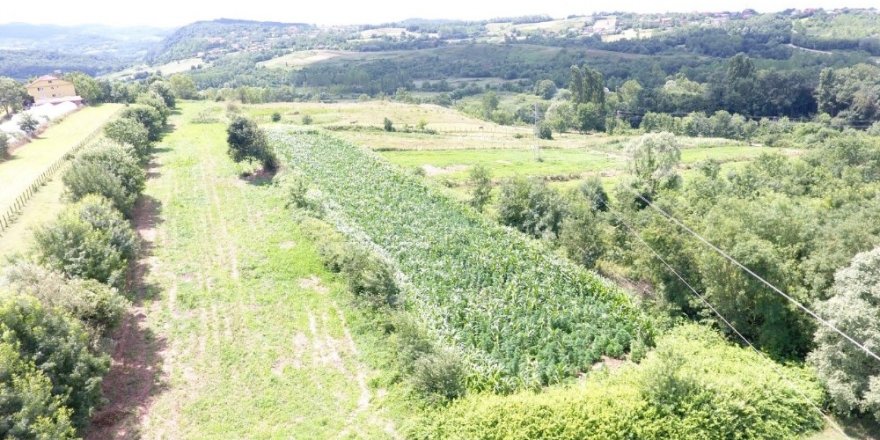 Yasak engeline takıldılar! 10 milyon liralık kenevir tarlası tespit edildi