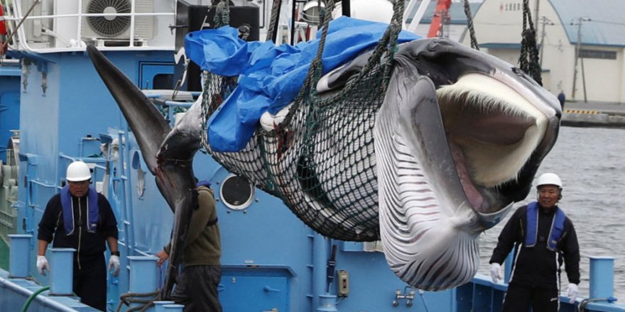 Balina avcıları iş başında