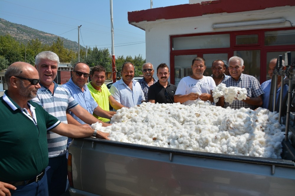 Türkiye'nin pamuk ambarı Söke'de ilk hasat sevinci