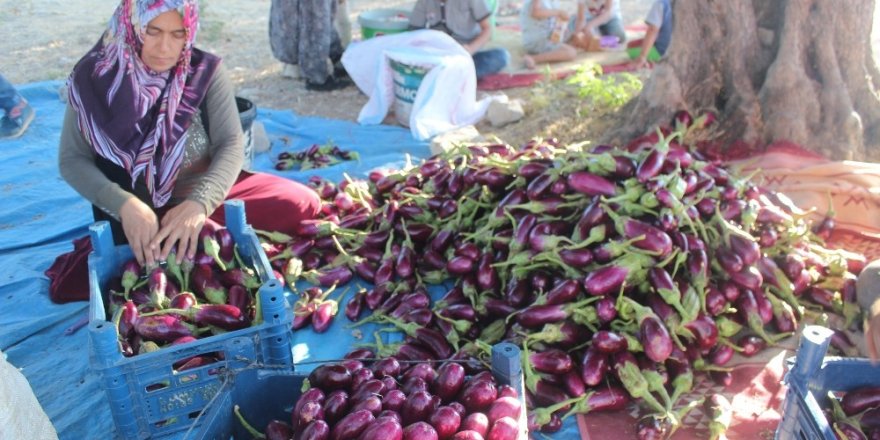Patlıcan tarlada 25 kuruş, pazarda 1.5 lira
