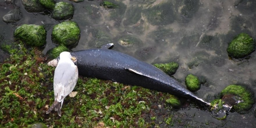 Sinop'ta Yunus Balığı Ölümleri Artıyor