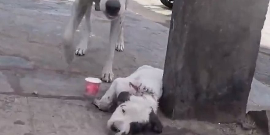 YAVRU KÖPEĞİ HAYATA BÖYLE BAĞLADILAR!