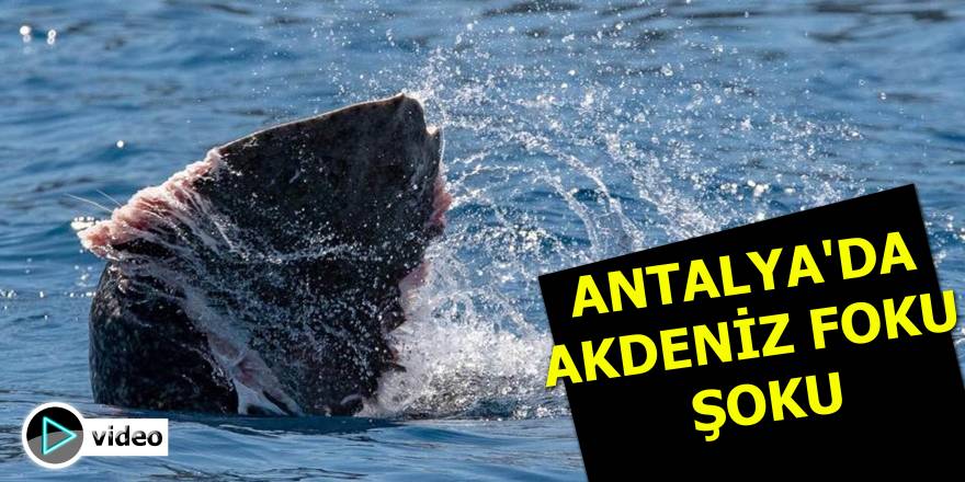 Antalya'da Akdeniz foku, vatozu vahşice yedi