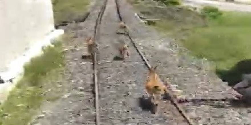 Trenin altında kalmaktan son anda kurtuldular