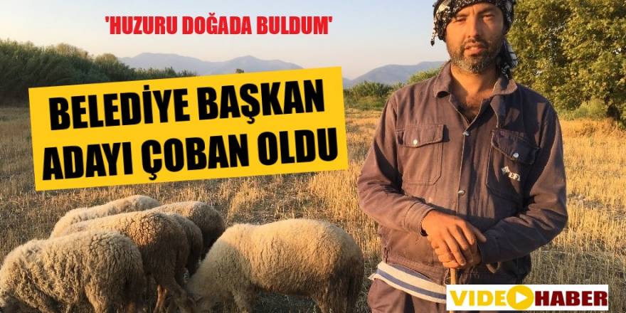 Kemalpaşa Belediye Başkan adayı çoban oldu