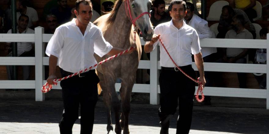 Safkan Arap taylarından 3 milyon 675 bin lira gelir elde edildi