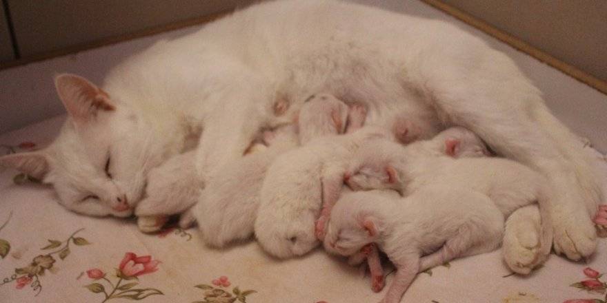 Van kedi bu kez yaptığı doğumla şaşırttı: Bu bir rekor