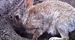 Tavşanlar yavrularını neden toprağa gömer?