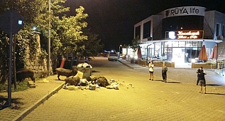 Çöplüğün domuzları