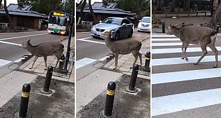 Geyik, yaya geçidinde araçların durmasını bekledi