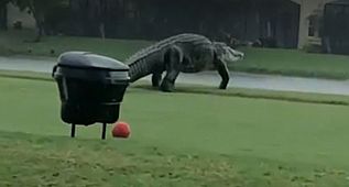 Korku! Dev timsah şehre indi!