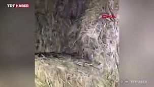 Fare istilası: Acil eylem planı istendi