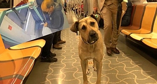 Sokak köpeği Boji'ye tramvayda böyle tuzak kurdu