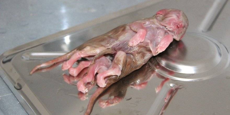 Dünyaya geldiği gibi öldü: Bu bir ilk! Tek başlı, iki vücutlu, sekiz bacaklı kedi