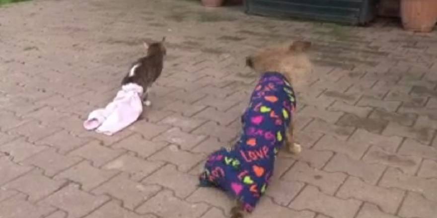 Engelli kedi ve köpeğin dostluğu