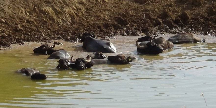 Yerli Afrika Savanası'nı anımsatan Ergani, fotoğraf tutkunlarının ilgisini çekiyor