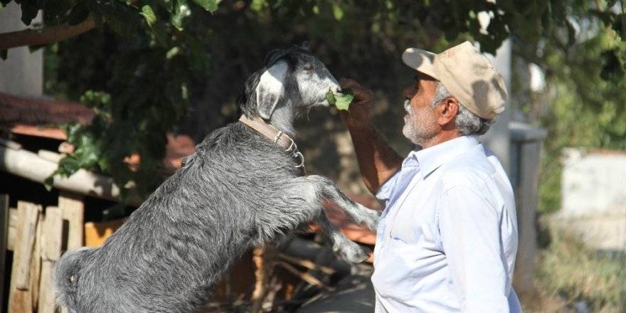 Yaşlı adam nereye, oğlak oraya