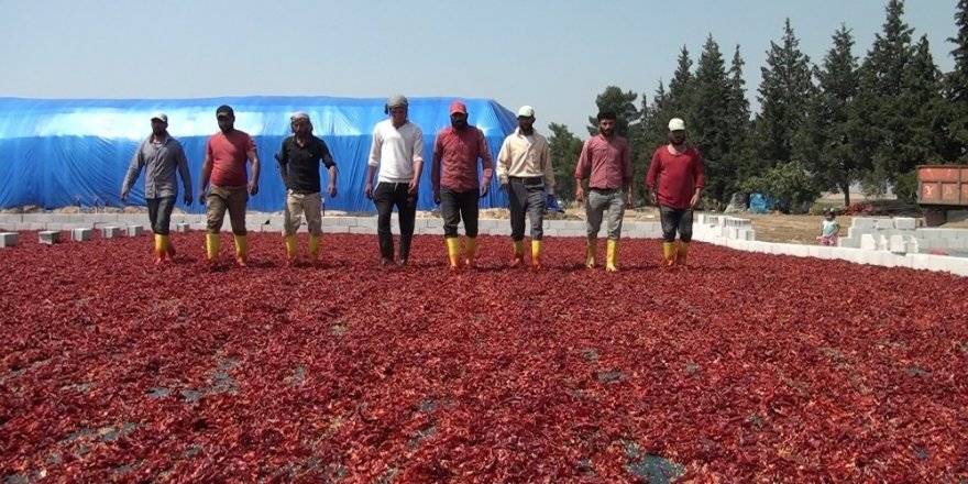 Gastonomi şehrinde kırmızı altın kazandıracak