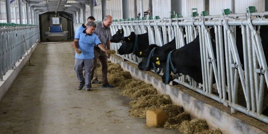 Dünyanın başka yerinde değil: Robotlar ineklerin bakımına da el attı