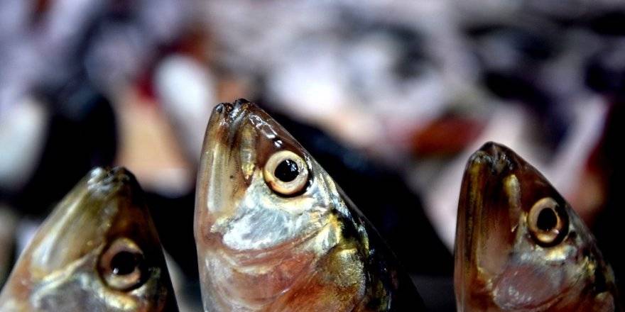 Balıkçılar isyanda! Balık sezonu erken mi bitecek?