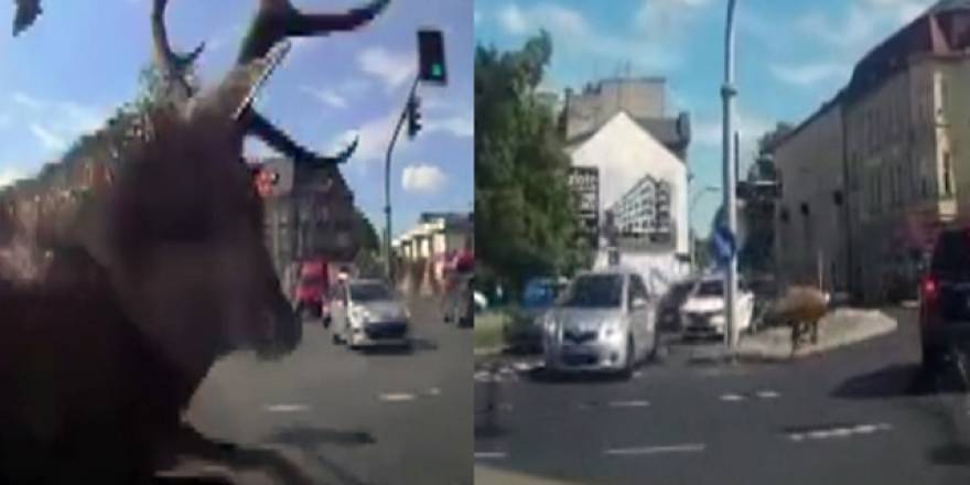 Geyik kent merkezine indi, sürücü adayına unutamayacağı anlar yaşattı