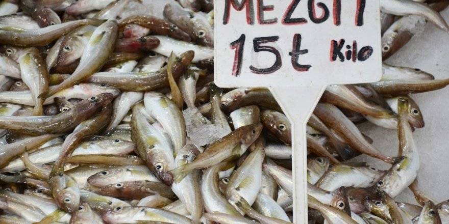 Karadeniz’de mezgit bereketi: Balıkta geç gelen bereket bolluğu fiyatlara da yansıyor