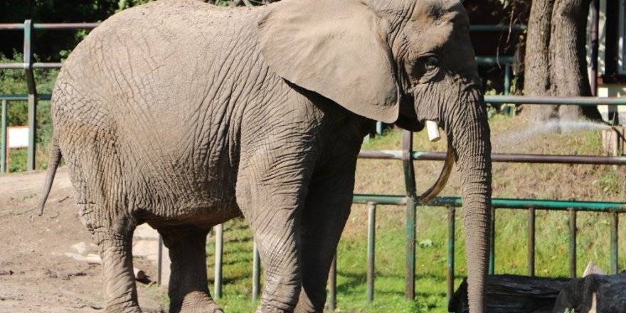 Veteriner testereyle dişini kesti, o bir kova elma yedi!