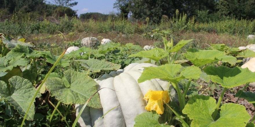 Kabağın rekoltesi yüz güldürürken fiyatları dert oldu