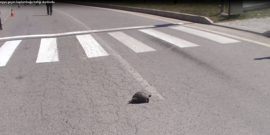 Kaplumbağa yaya geçidinden geçinceye kadar trafiği durdurdu