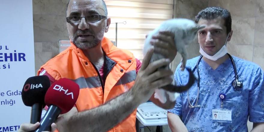 Kediyi suni teneffüsle hayata döndüren belediye işçisi o anları anlattı