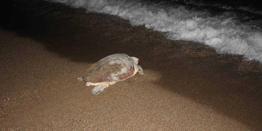 Yumurta bırakırken yolunu kaybeden dev Caretta Caretta köpeklerin saldırısına uğradı